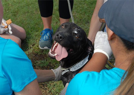 Cove employees working at a local dog adoption event at a shelter